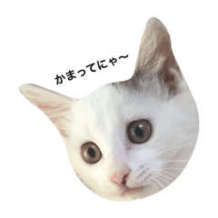 [LINEスタンプ] あんちょび♂