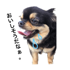 [LINEスタンプ] チワワのらいむくん