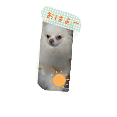 [LINEスタンプ] チワワのちーず