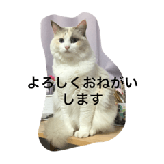 [LINEスタンプ] ラグドールのひめぽん