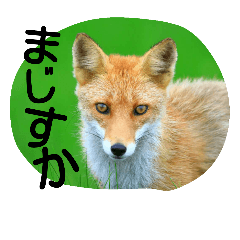 [LINEスタンプ] 北海道の野生動物