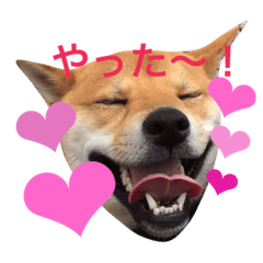 [LINEスタンプ] 柴犬キャメル