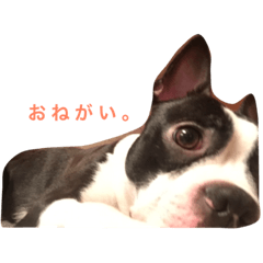 [LINEスタンプ] ウチのボストン。