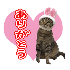 [LINEスタンプ] TORAちゃんスタンプ