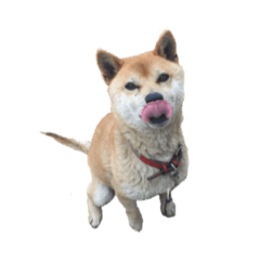 [LINEスタンプ] 柴犬けろくん