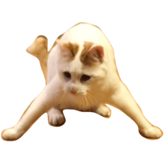 [LINEスタンプ] にゃんことわんこ。